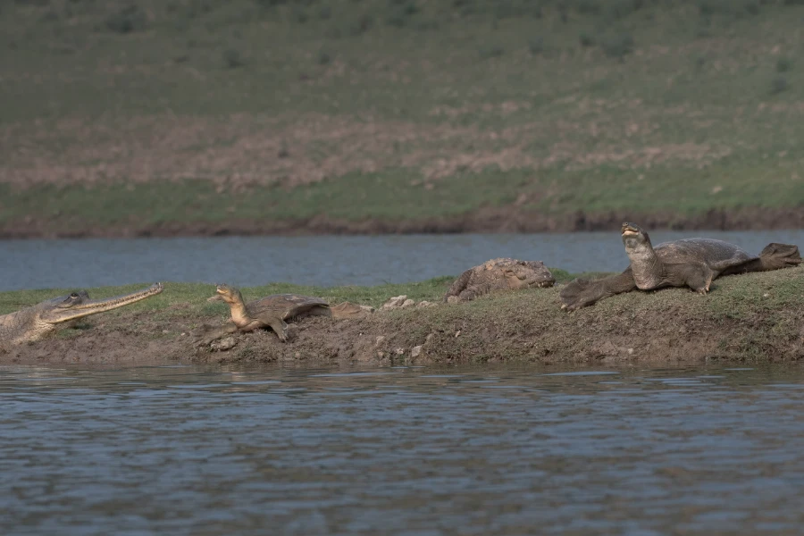 Mugger crocodile, gharial and Indian soft shell turtle on the river bank, India.