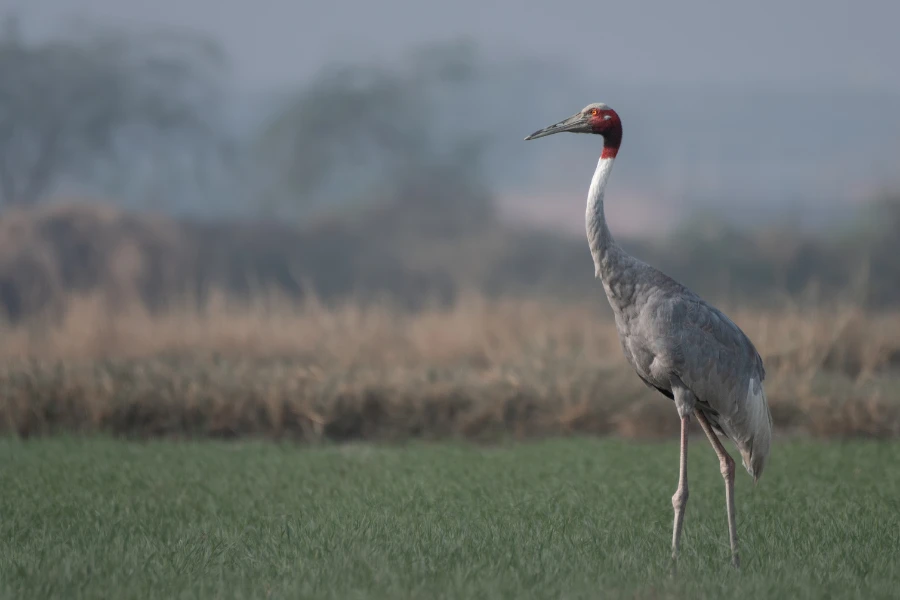 Sarus crane in India.