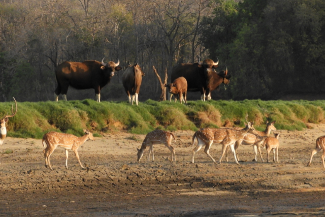 Wildlife on a river safari in Satpura National Park, India.
