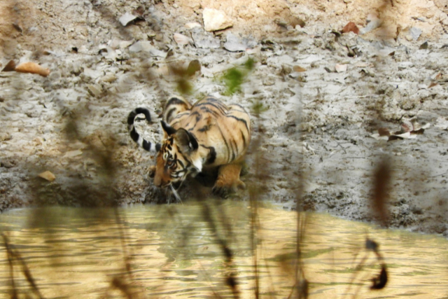 Tiger drinking by a water hole, India.