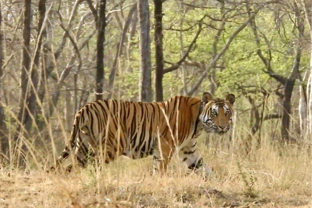Tiger walking through the grass in India.