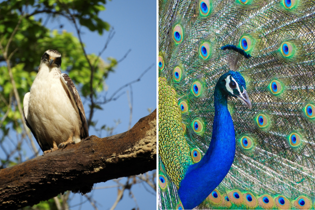 A peacock and a hawk in India.
