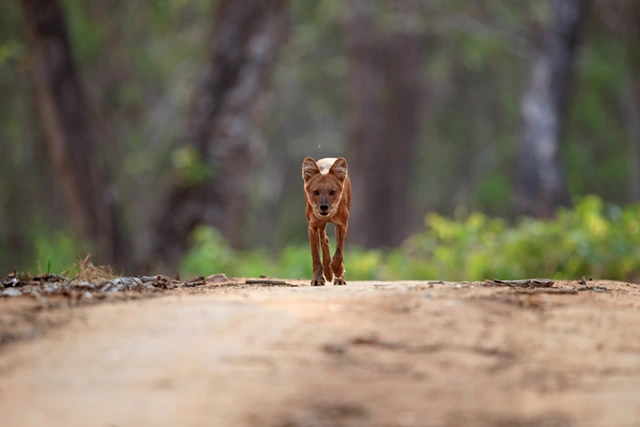 Asian dhole in Nagarhole National Park, India.