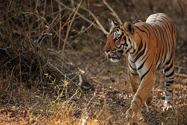 Tiger in Nagarhole National Park, India.
