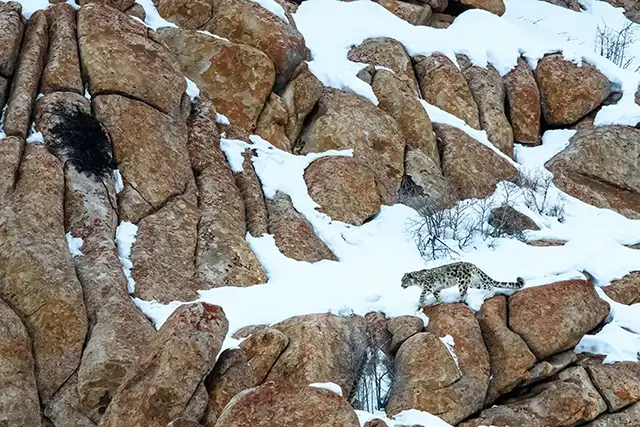 Snow leopard in India.