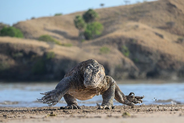 Komodo dragon in Komodo National Park, Indonesia.