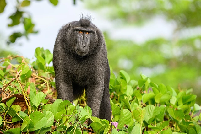 Crested macaque in Tangkoko National Park, Indonesia.