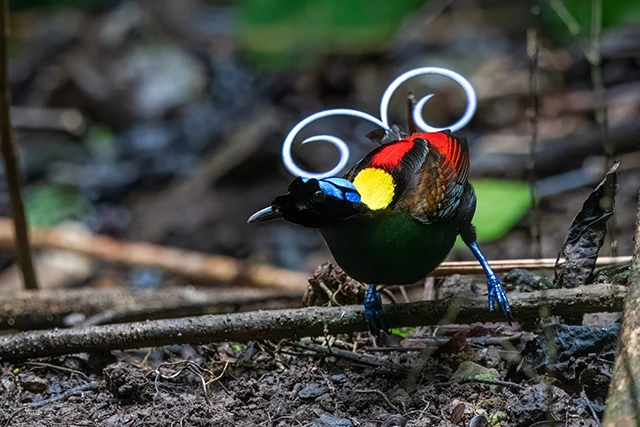 Wilson's bird of paradise in Indonesia