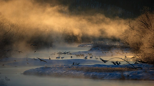 Sika deer & red-crowned crane in Japan.
