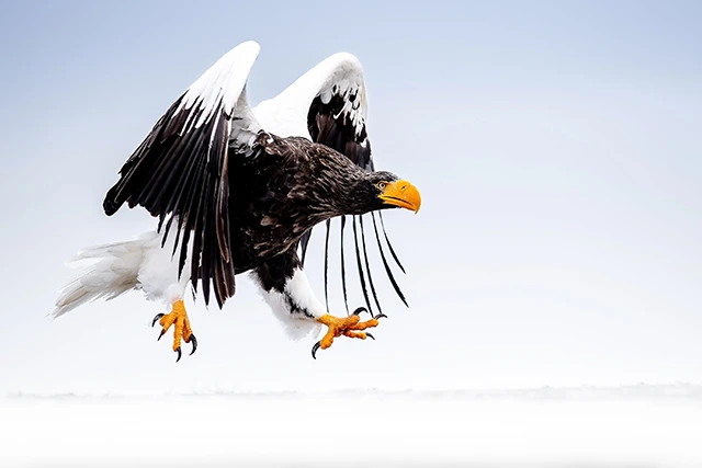 Steller's sea eagle in Japan.