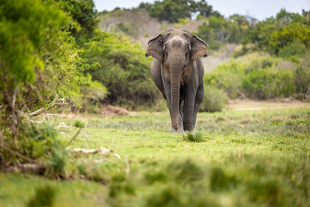 Asian elephant in Sri Lanka