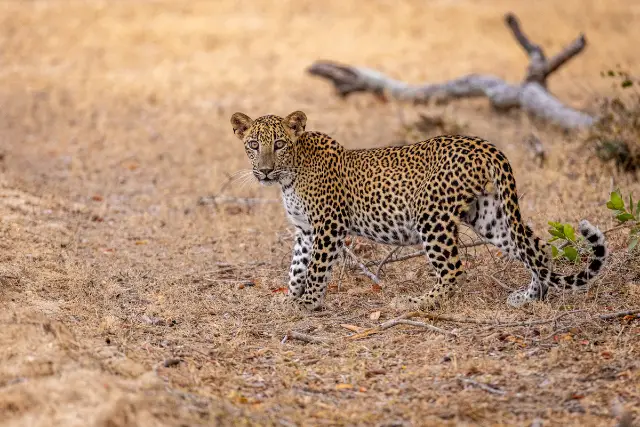 Leopard cub looking back at the camera, in Sri Lanka.