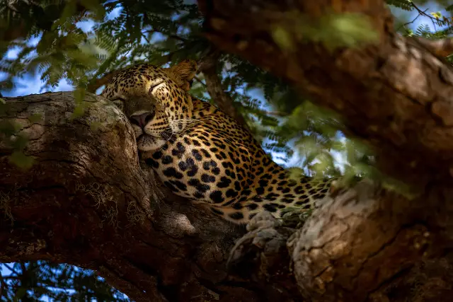 Leopard lazing in the branches of a tamarind tree, Sri Lanka.