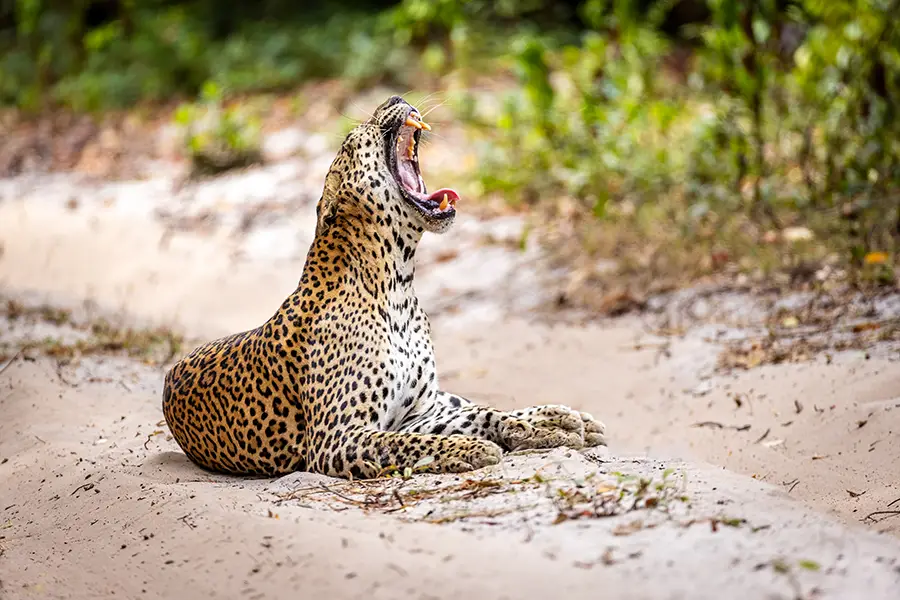 Leopard in Sri Lanka.