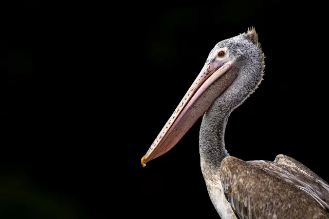Image of a spot billed pelican, with muted background, Sri Lanka, Asia.