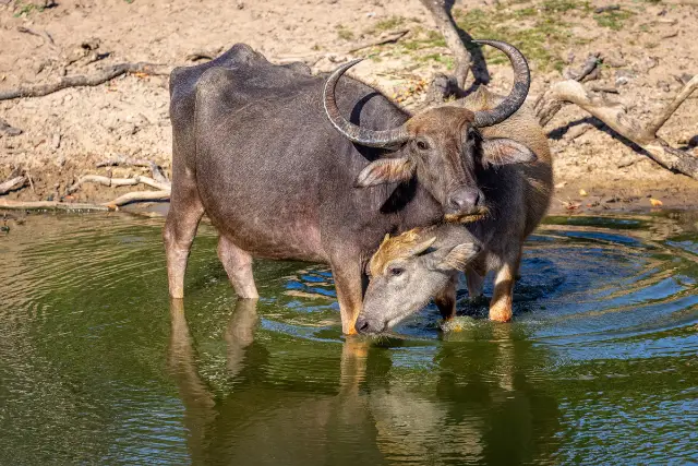 A pair of water buffalo cooling in a pool of water, Sri Lanka.