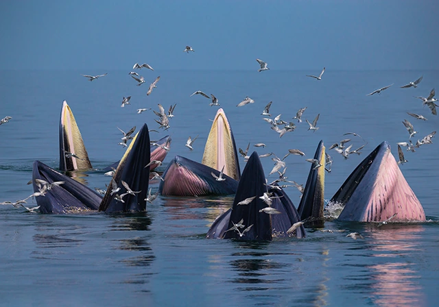 Eden's whale pod in Thailand