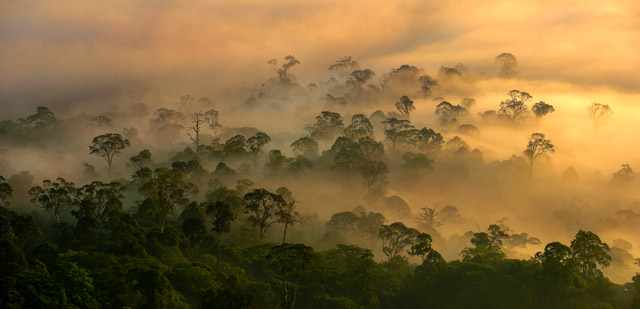 Danum Valley in Borneo.