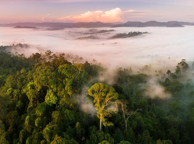 Danum Valley in Borneo.