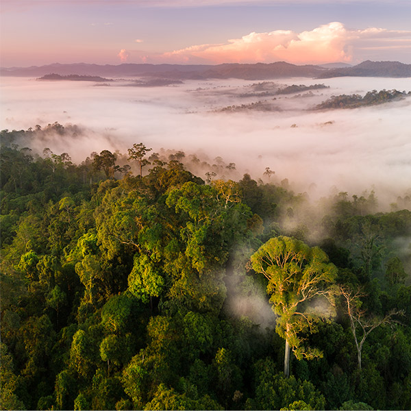 Danum Valley in Borneo