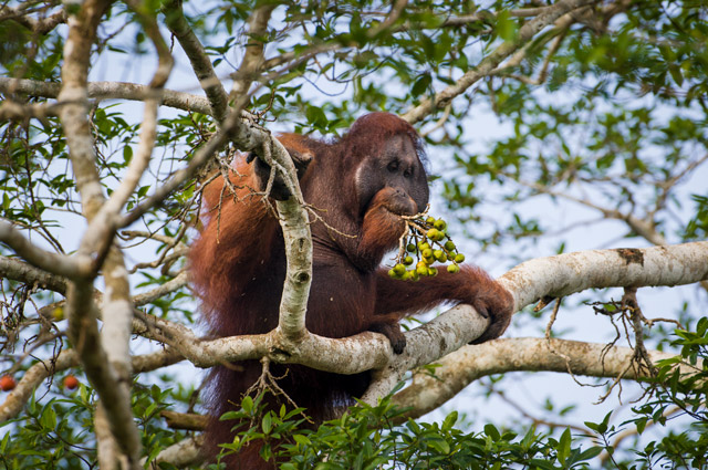 Orangutan in Kinabatangan, Borneo