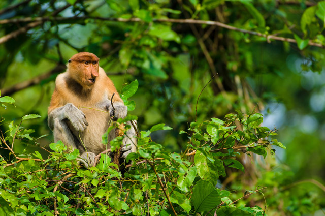 Proboscis monkey in Borneo.