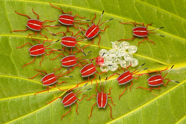 Giant shield bug in Borneo.