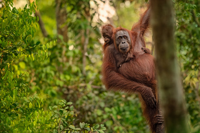 Orangutan in Borneo