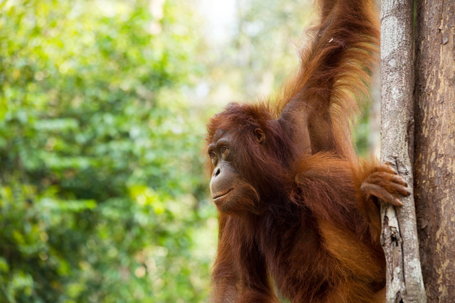 Orangutan in Borneo