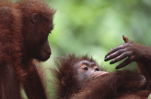 Orangutan in Borneo