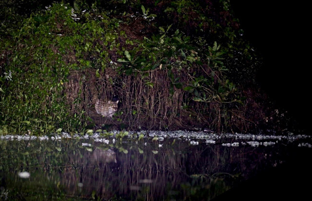 Fishing cat in India.