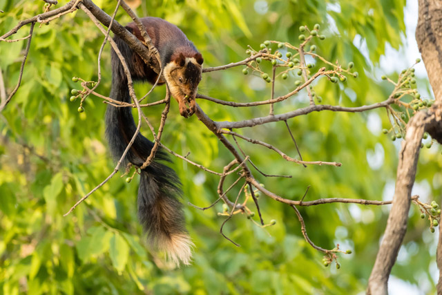 Indian giant squirrel in Nagarhole National Park, India