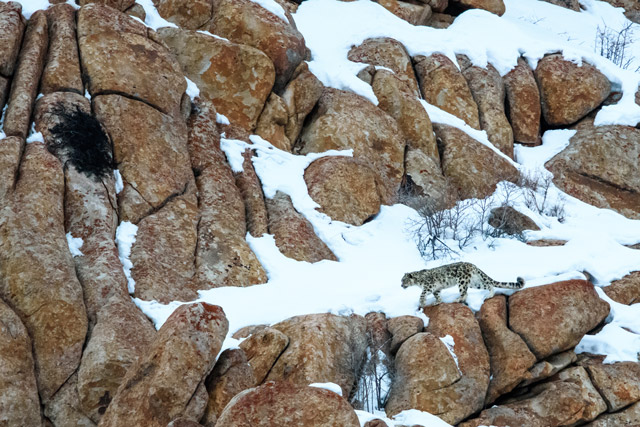 Snow leopard in Ladakh, India.