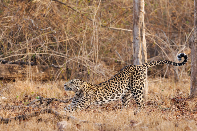 Leopard in India.