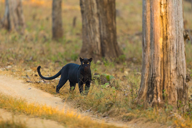 Black leopard in Nagarhole National Park, India