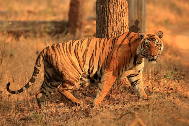Tiger in Nagarhole National Park, India