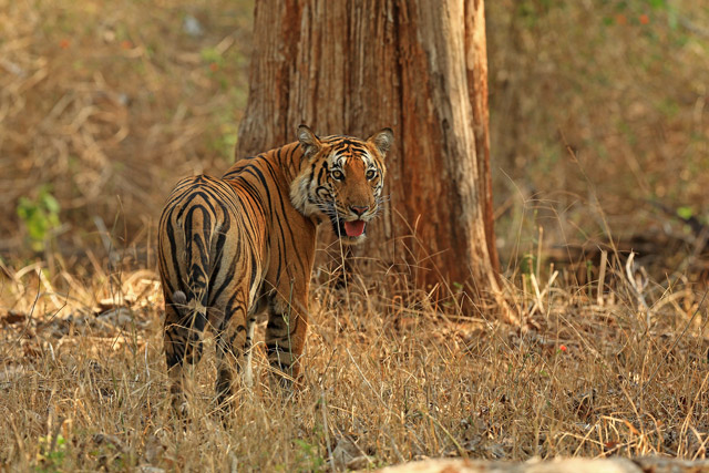 Tiger in Nagarhole National Park, India