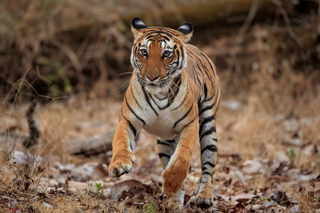 Tiger in India.