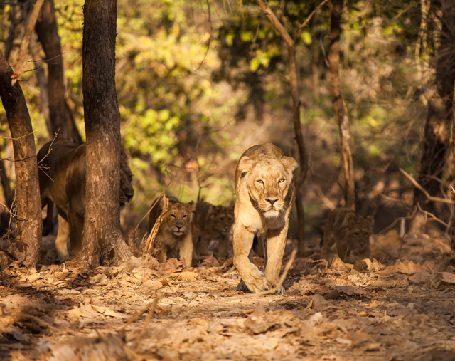 Asiatic lion in India.