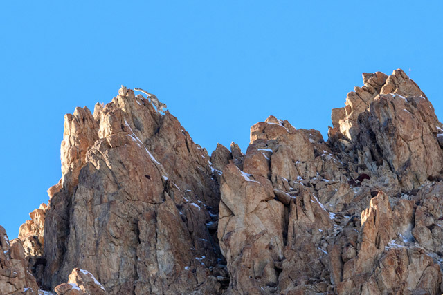 Snow leopard in India.