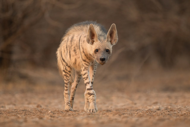 Striped hyena in India