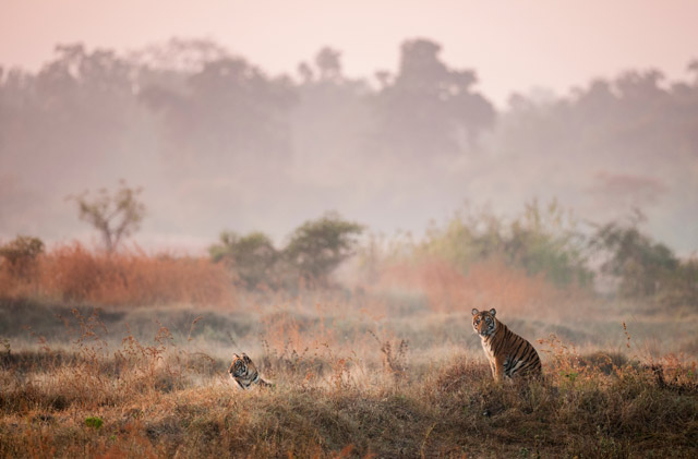 Tiger pair in India.