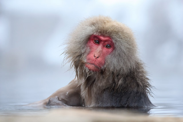Snoiw monkey in Japan.