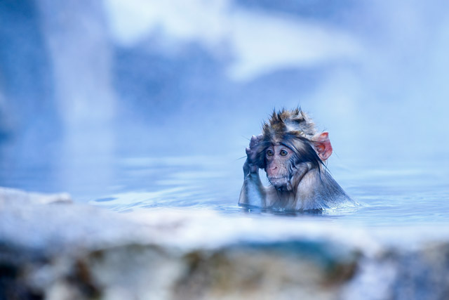 Snow monkey in Japan.