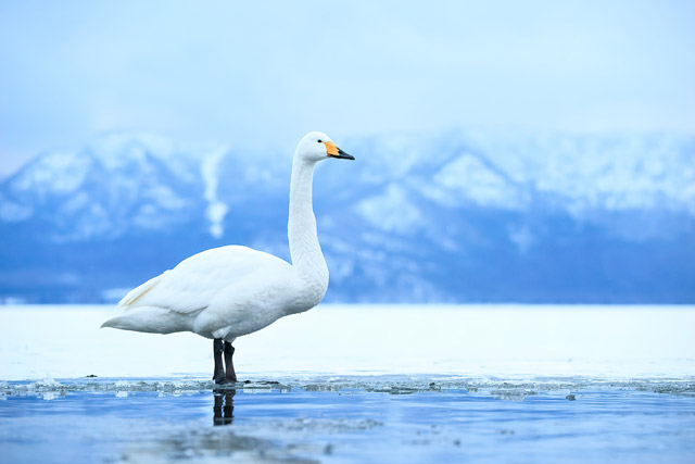 Whooper swan in Japan.