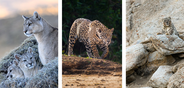 Puma in Chile, jaguar in Brazil and snow leopard in India.