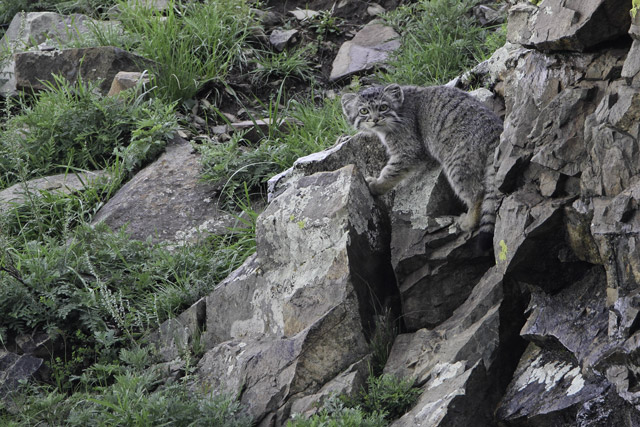 Pallas's cat in Mongolia