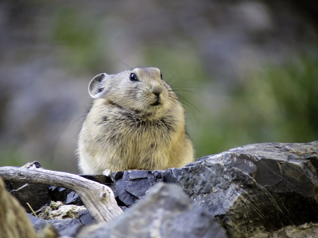 Pallas's pika in Mongolia