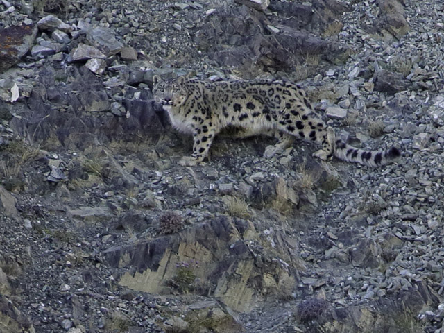 Snow leopard in Mongolia