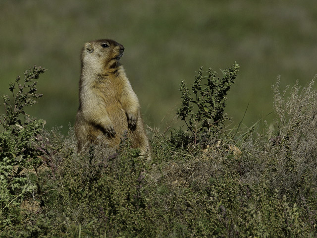 Tarbagan marmot in Mongolia